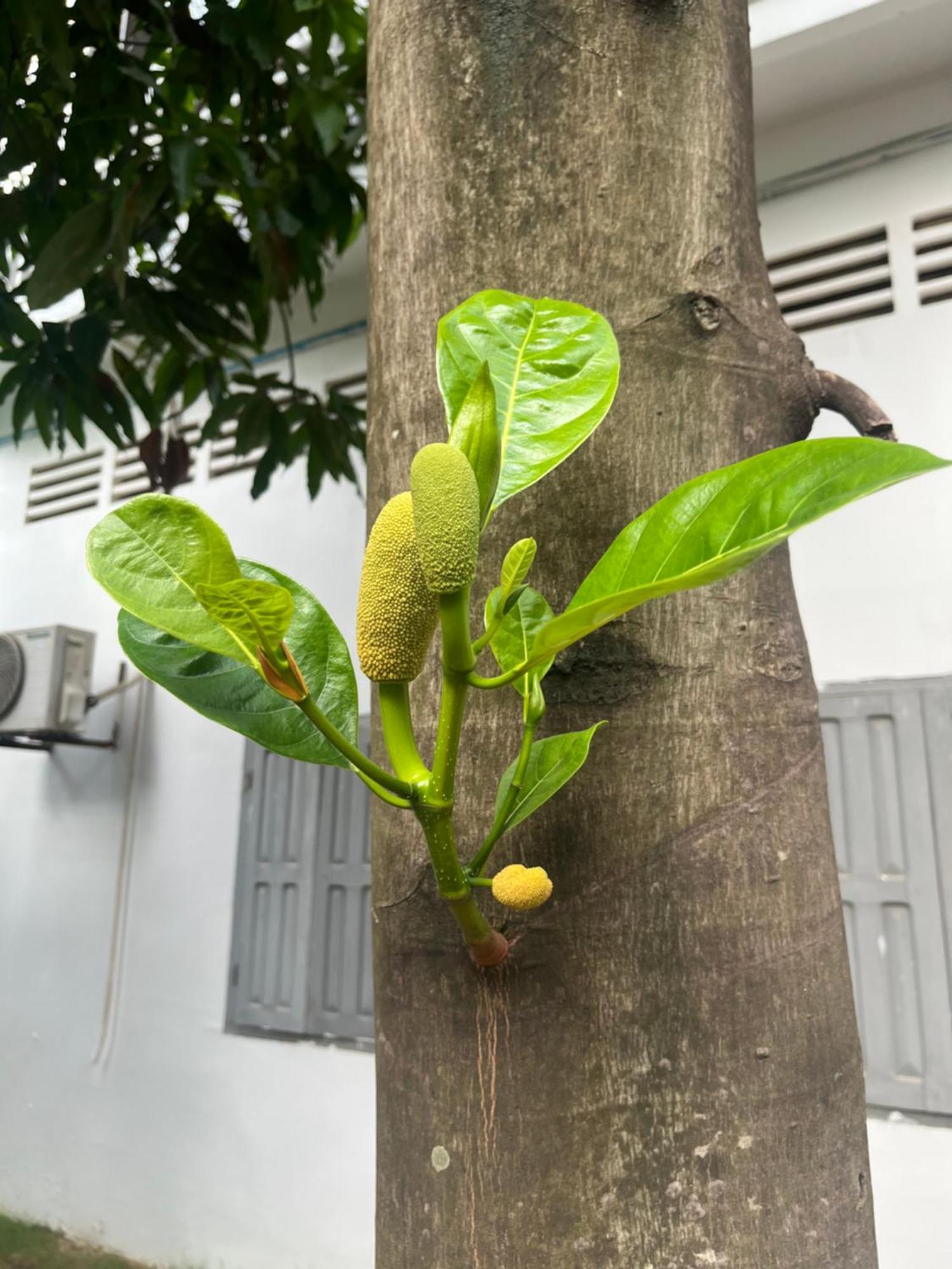 Por Chey Guesthouse Battambang Ngoại thất bức ảnh
